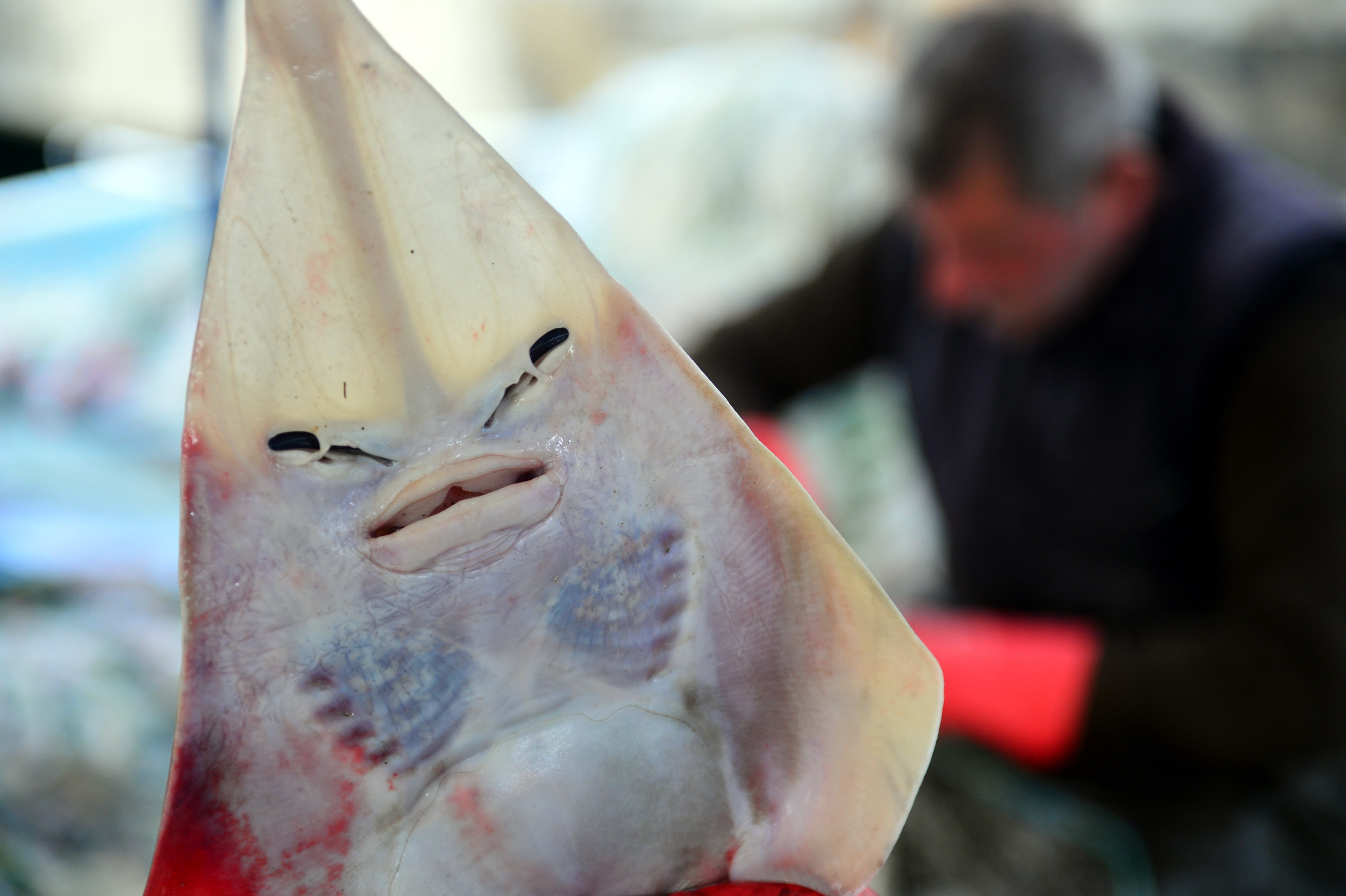 Balıkçıların yeni kabusu insan yüzlü sapan balığı: Siyanürden bin 200 kat daha zehirli