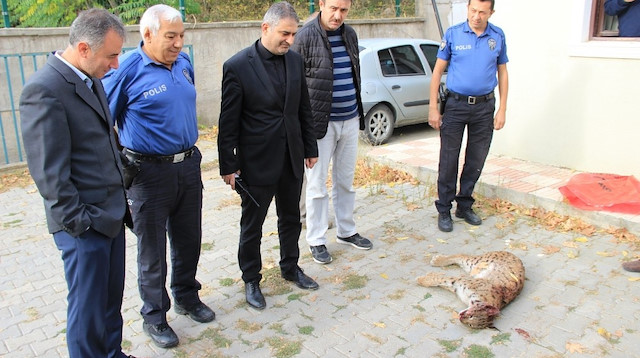 Nesli tükenme tehlikesinde olan vaşak ölü bulundu