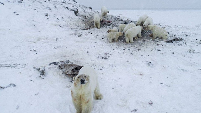 Kutup ayıları köyü bastı okullara koruma verildi