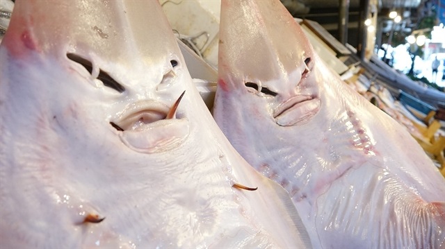 Mersin'de insan yüzlü balıklar ilgi odağı oldu